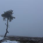 Einsam im Nebel