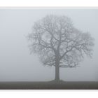 Einsam - im Nebel