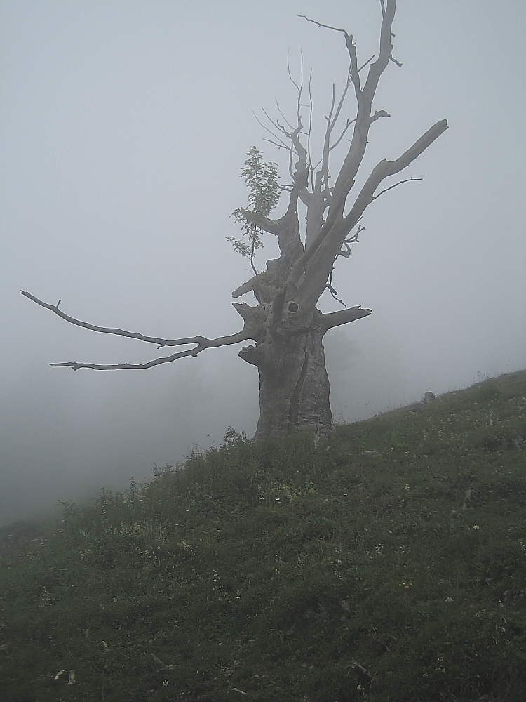 Einsam im Nebel