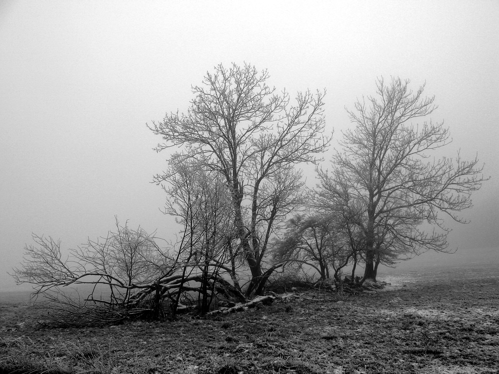 Einsam im Nebel II