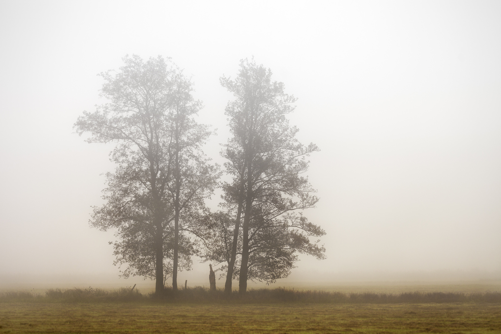 einsam im Nebel © Matthias Buehner