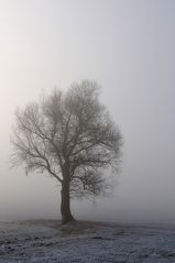 Einsam im Nebel steht er da