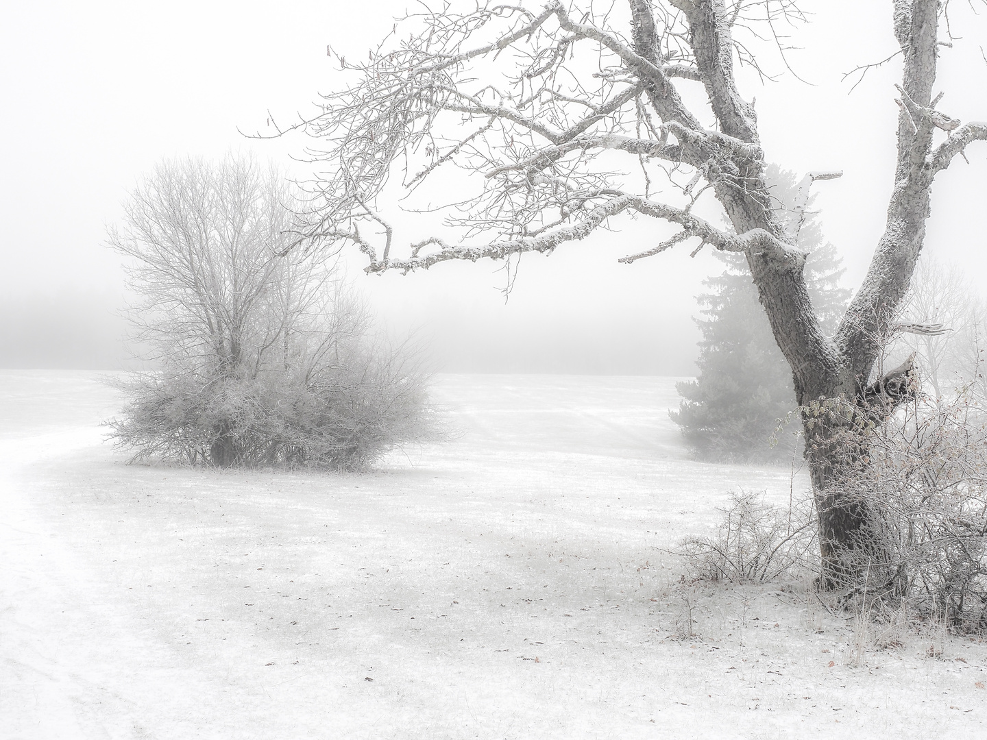 Einsam im Nebel zu wandern (1) 