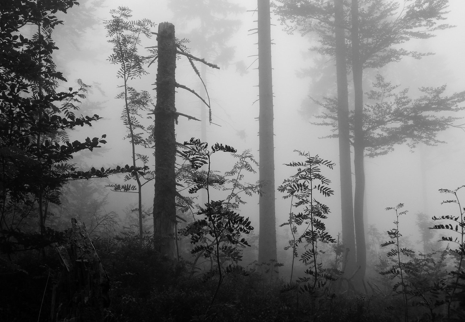 einsam im Nebel zu wandern...