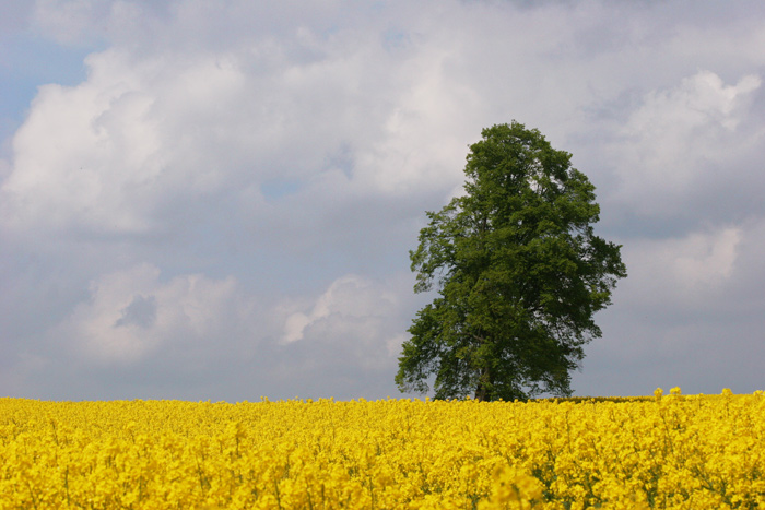 Einsam im Raps