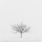 einsam im Schnee