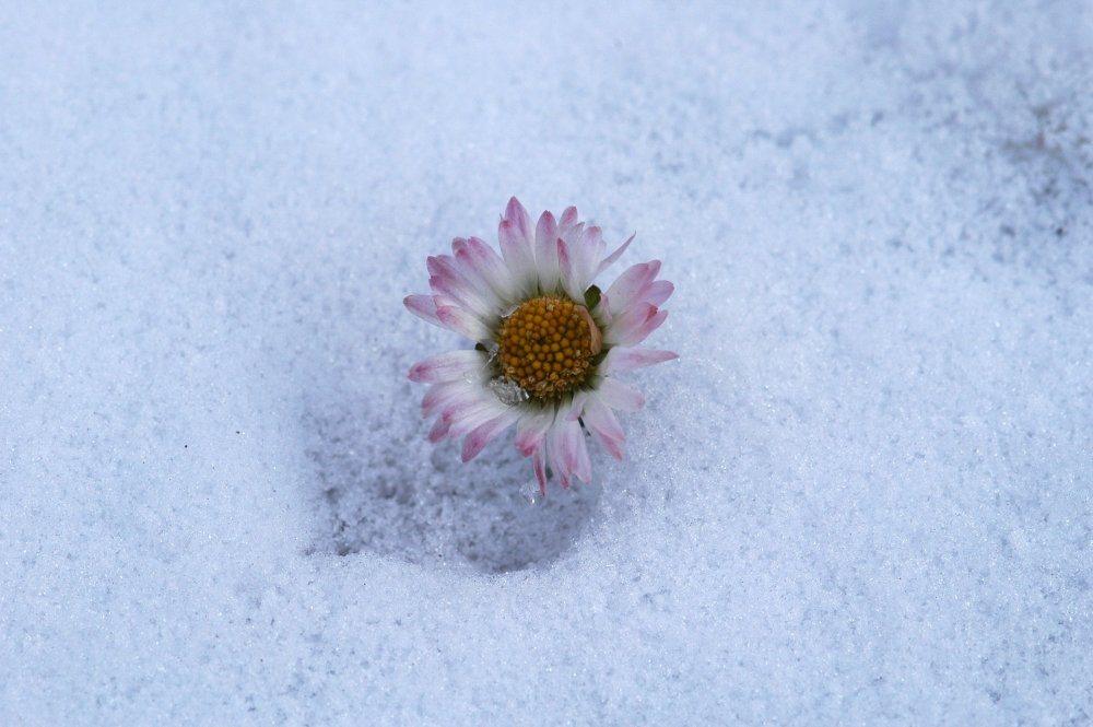 Einsam im Schnee