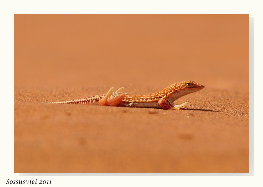 Einsam im Sossusvlei....