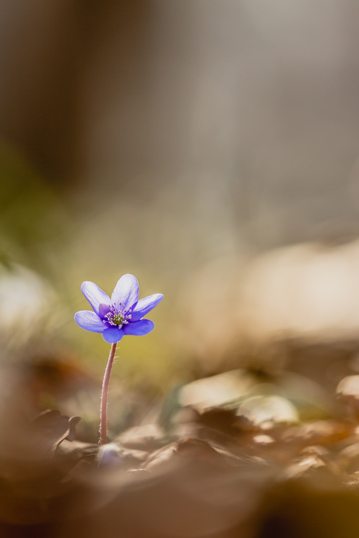 Einsam im Wald