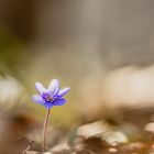 Einsam im Wald