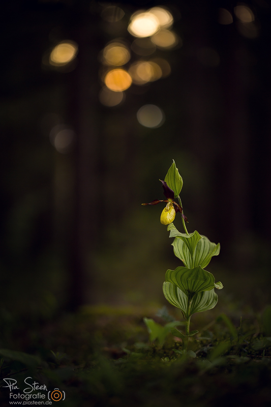 Einsam im Wald