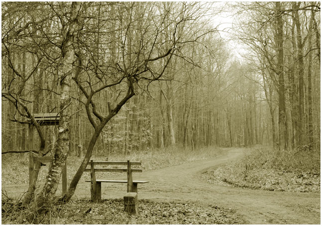 Einsam im Wald