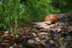 Einsam im Wald