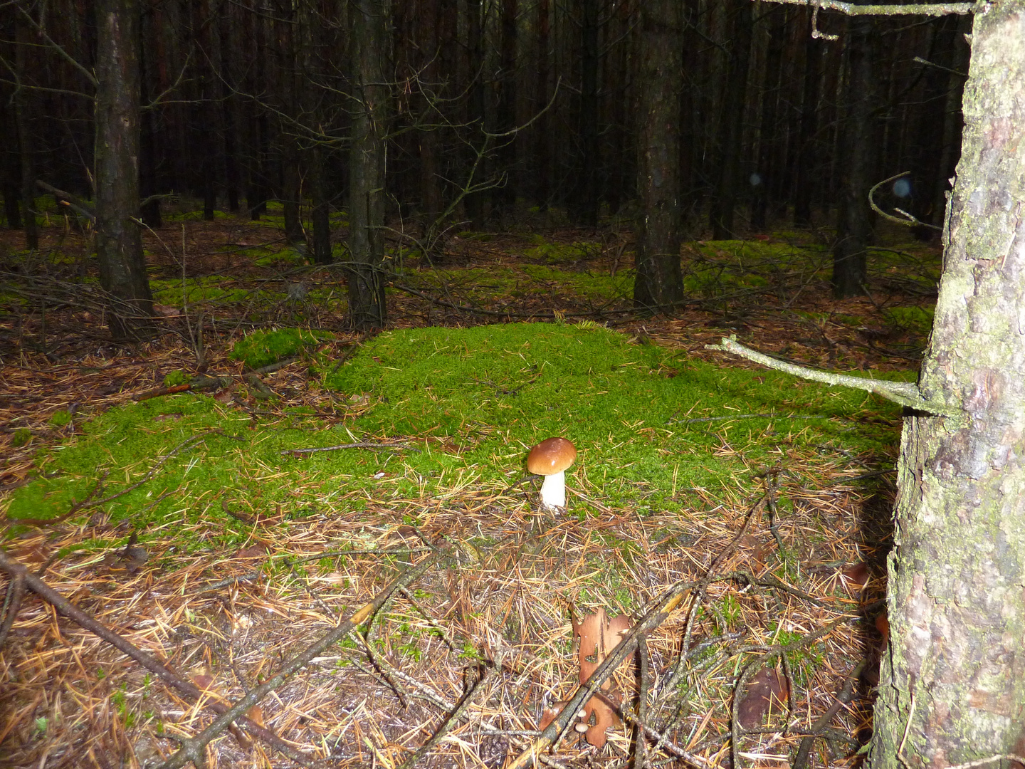 Einsam im Wald