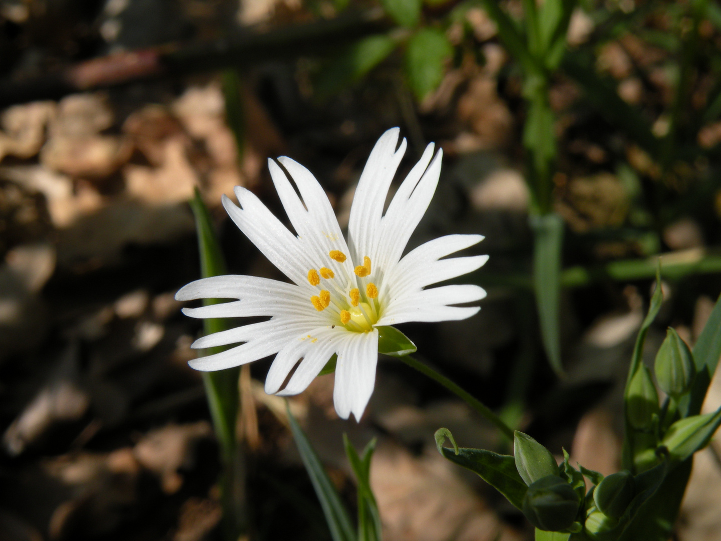 Einsam im Wald