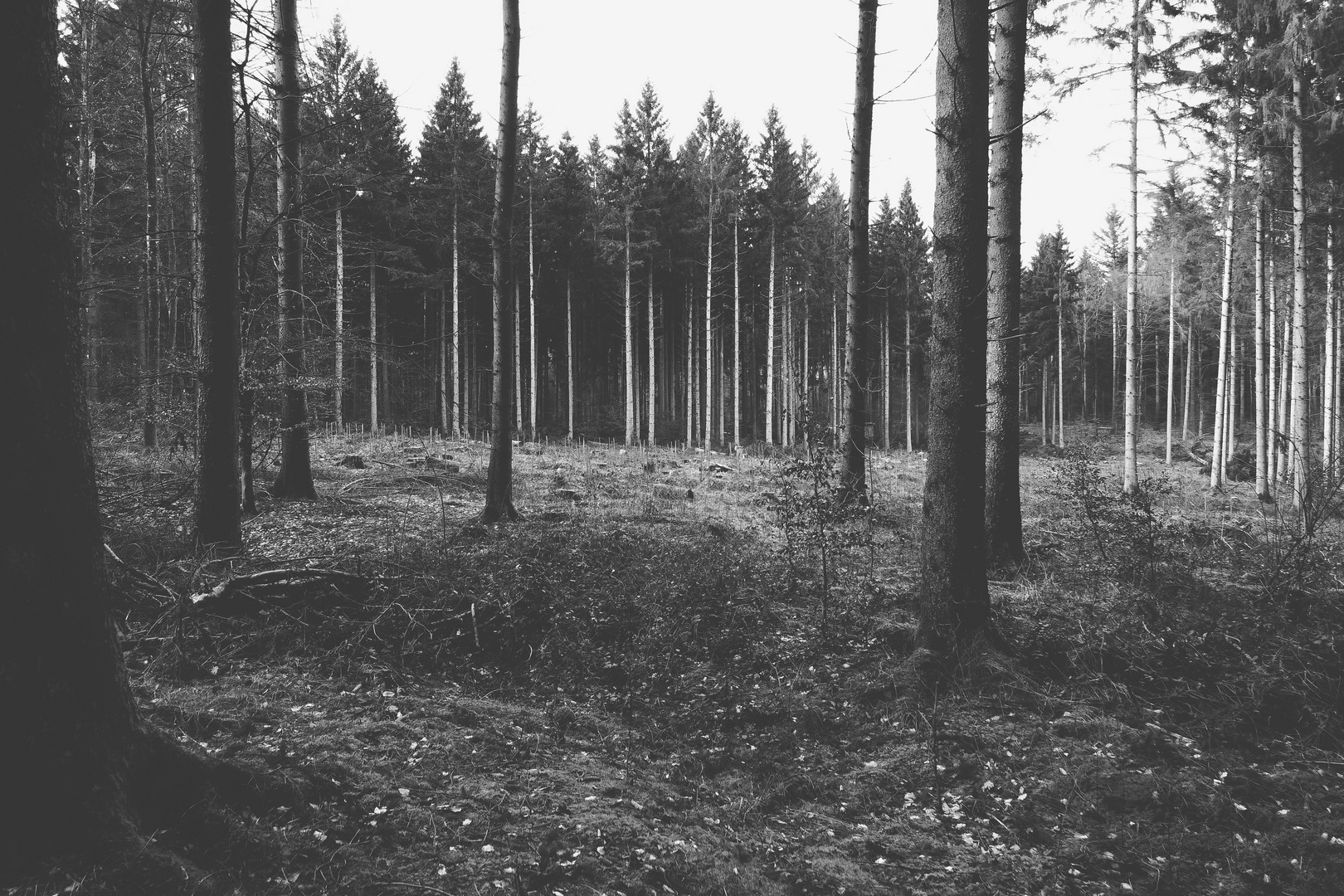Einsam im Wald