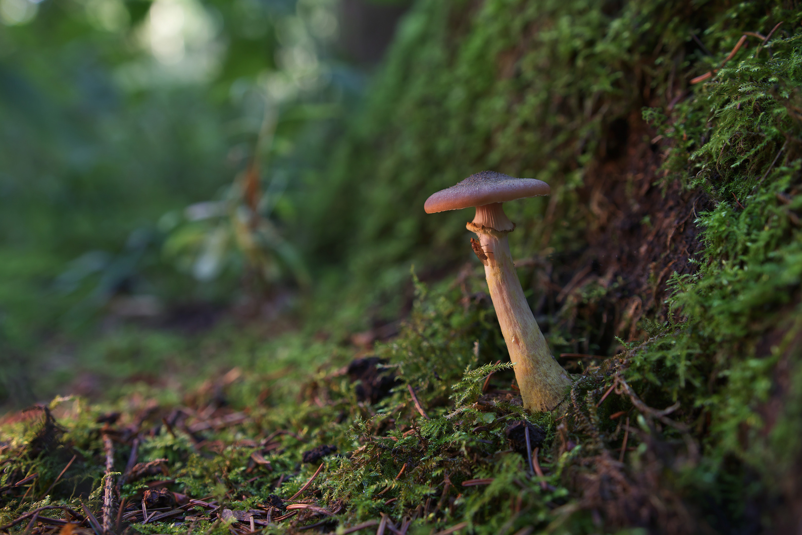 Einsam im Wald