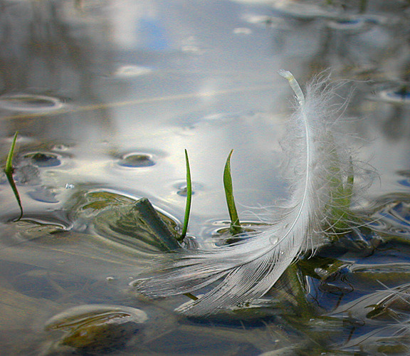 Einsam im Wind...