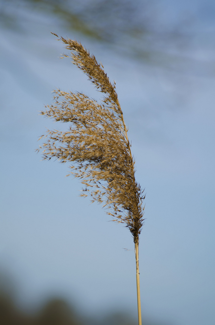 Einsam im Wind