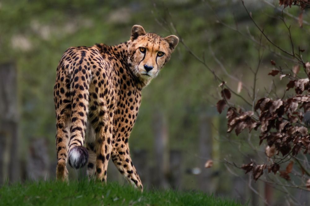 Einsam im Zoo Münster 