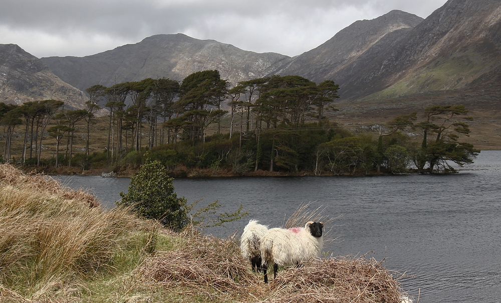 Einsam in Connemara, Irland