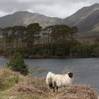 Einsam in Connemara, Irland