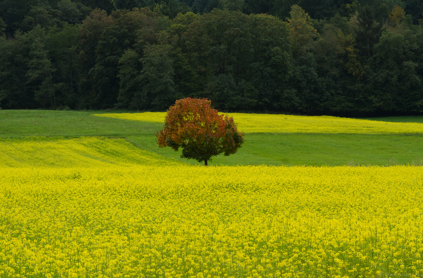 einsam in der Raps