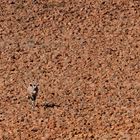 Einsam in Namibia
