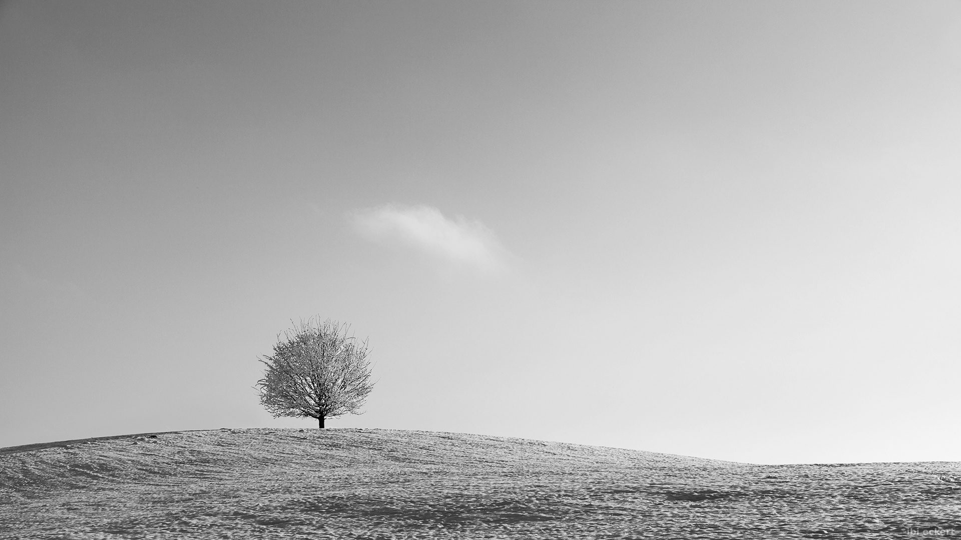 Einsam mit der Winntersonne