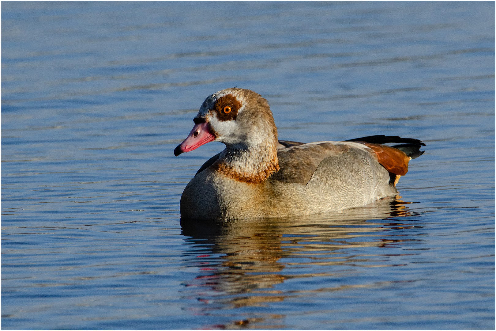 Einsam schien die Nilgans (Alopochen aegyptiaca) . . . 