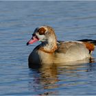 Einsam schien die Nilgans (Alopochen aegyptiaca) . . . 