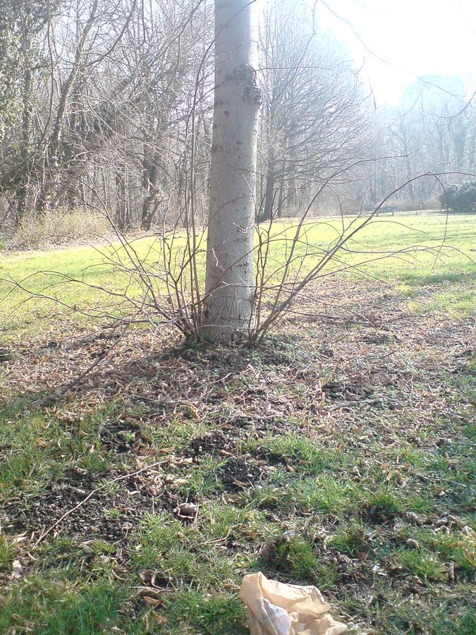 einsam steht der Baum da....