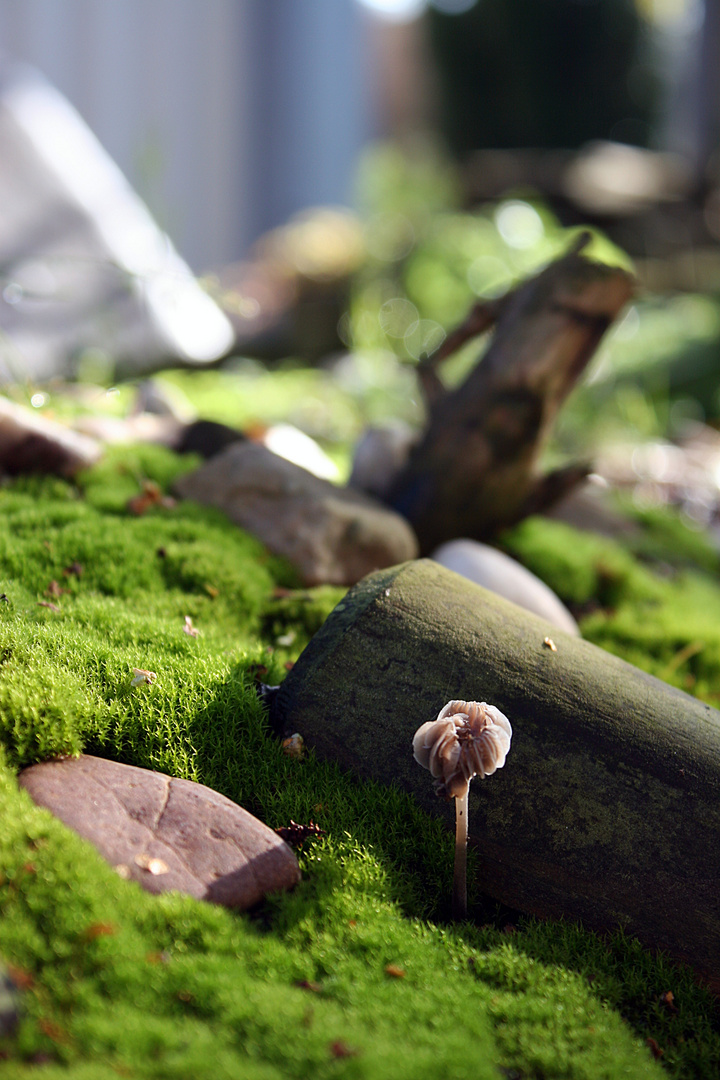 Einsam steht ein Pilz im Garten