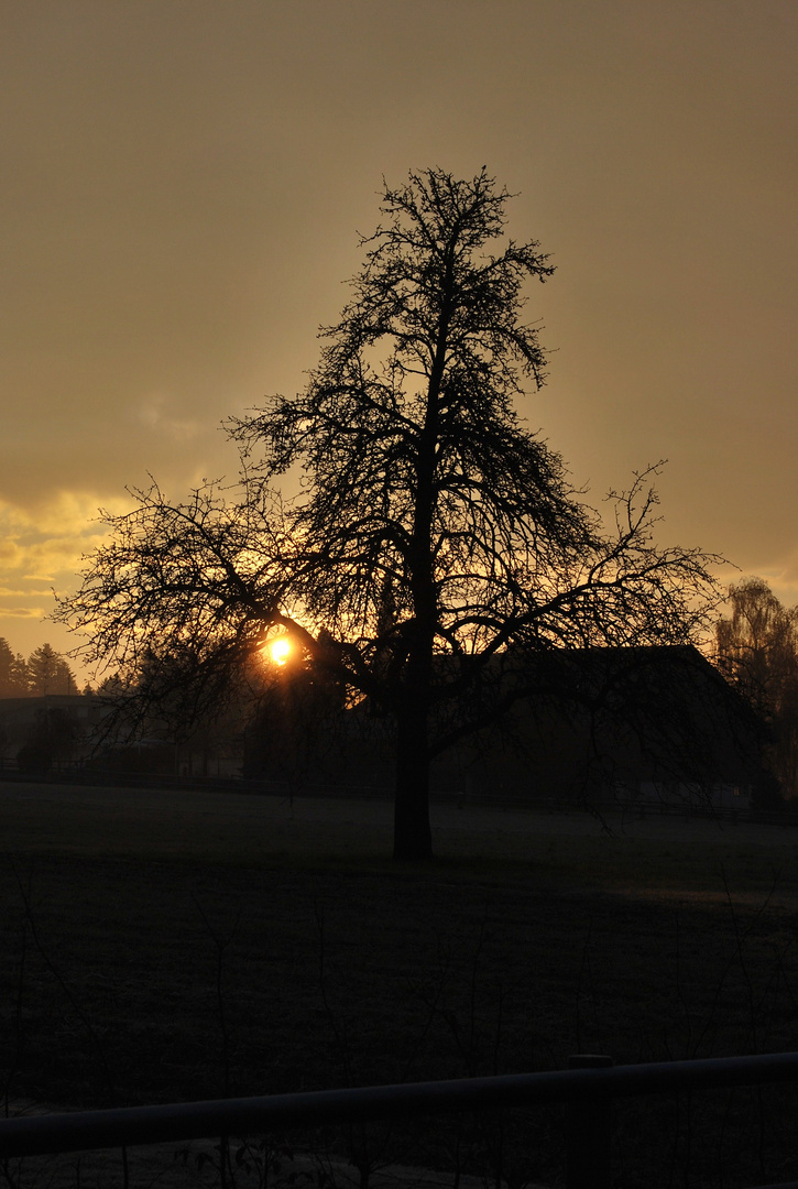 einsam steht er da der Birnbaum...