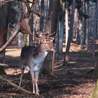 Einsam steht er da, und wartet auf hübsches Reh.