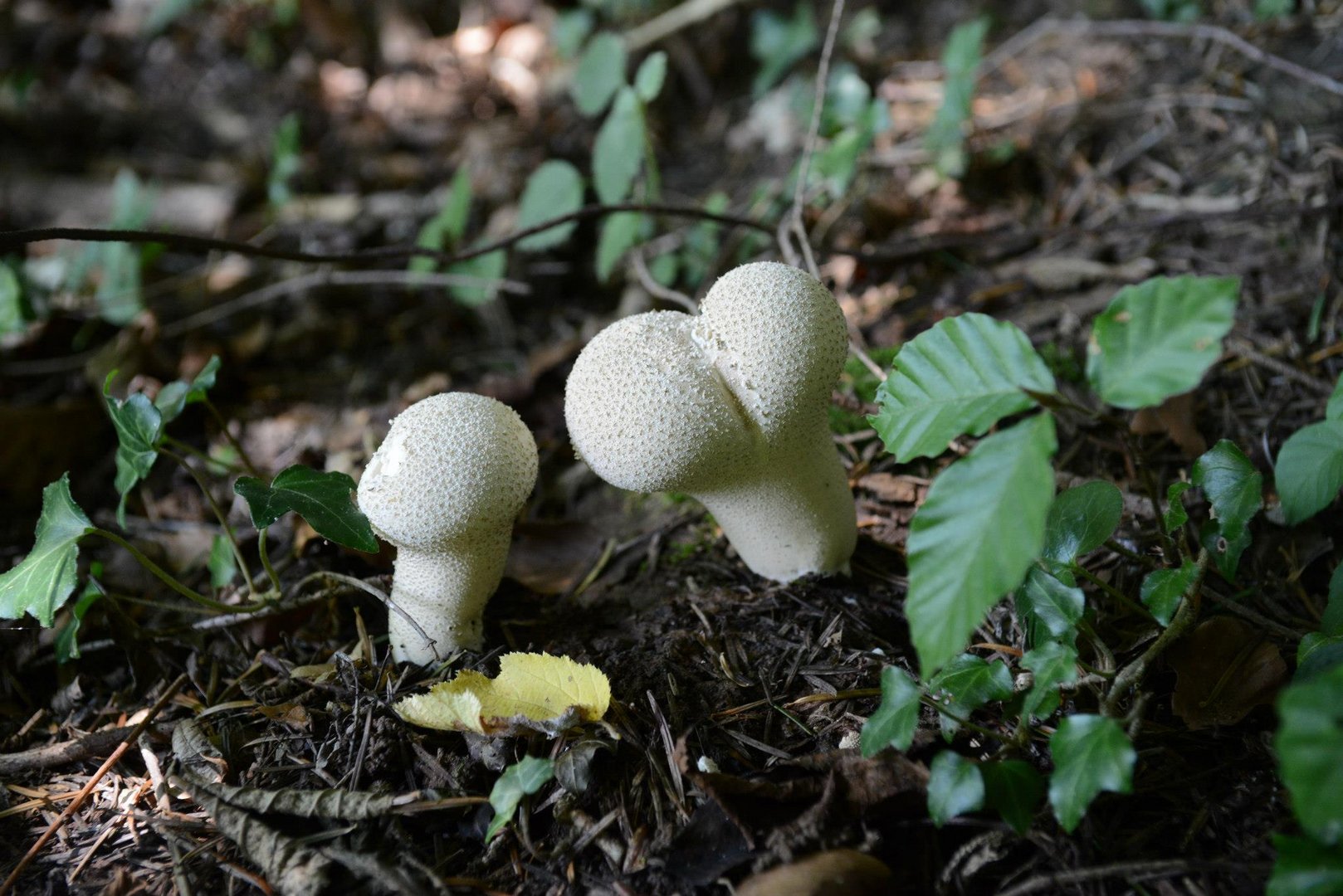 Einsam steht im Walde !