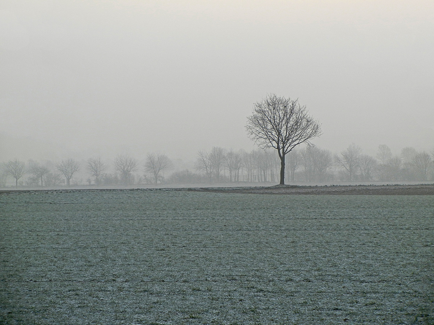 einsam strotzt er dem Frost