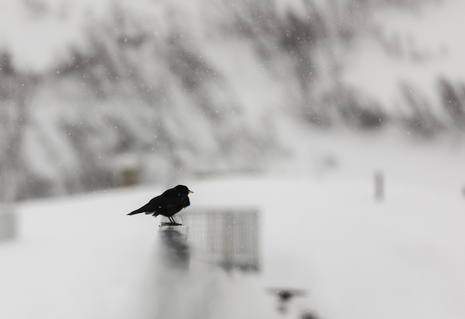 Einsam Trotz er dem Schneetreiben 