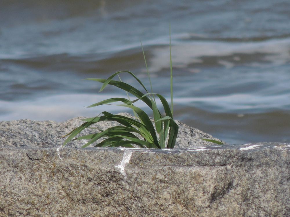 einsam umhüllt vom wasser