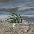 einsam umhüllt vom wasser