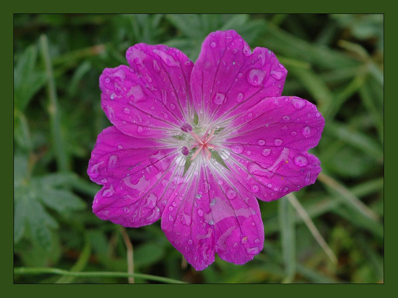 Einsam und alleine im Regen