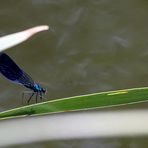 einsam und allien am See