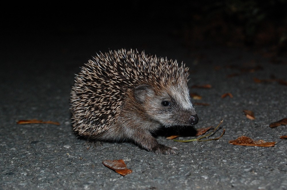 Einsam und mitten auf der Straße