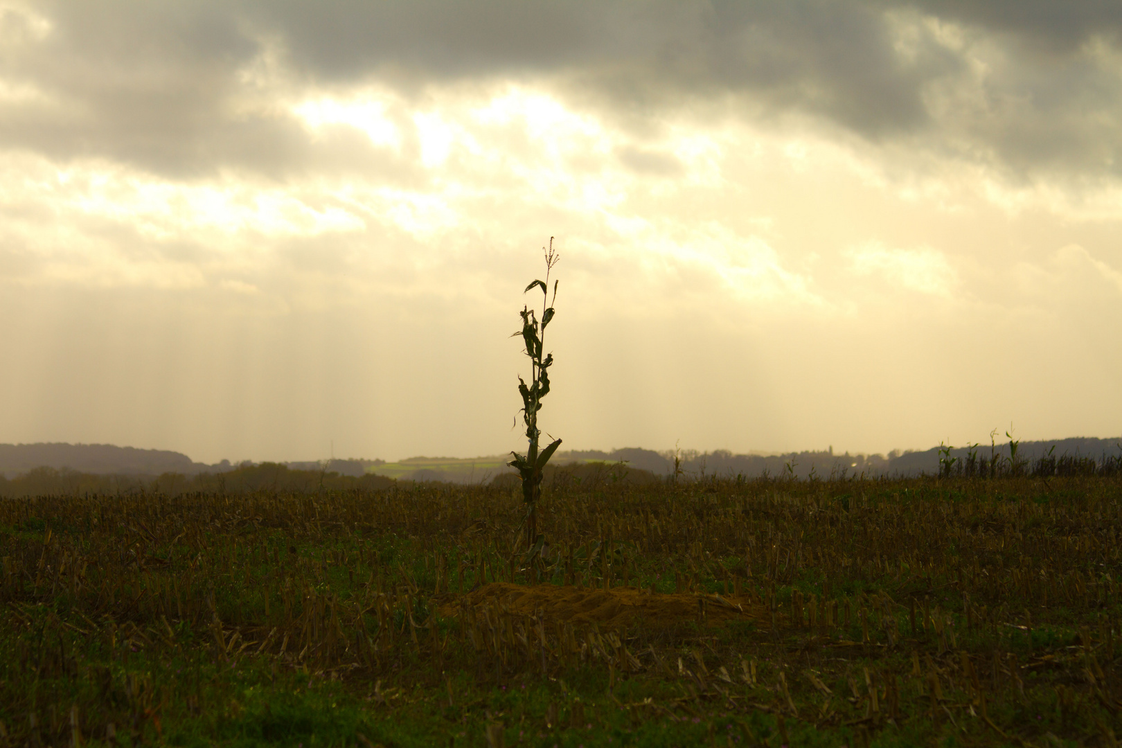 Einsam unterm Himmel