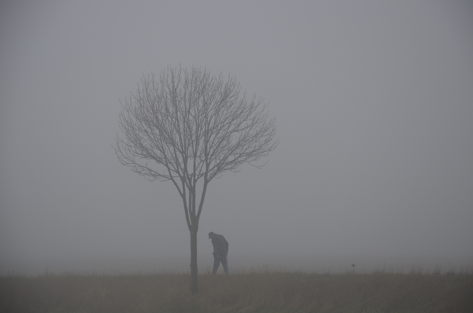 Einsam unterwegs im Nebel...