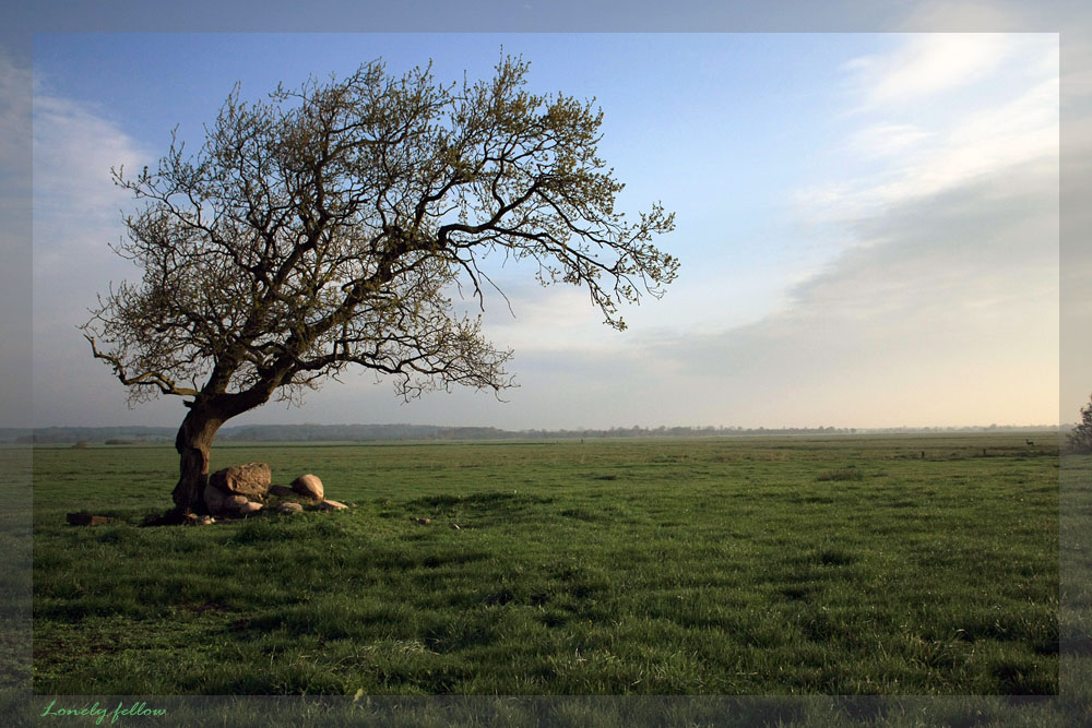 Einsam wacht dieser Baum in den weiten Eider-Wiesen