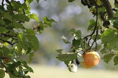 einsam wartet er auf einen liebhaber.....