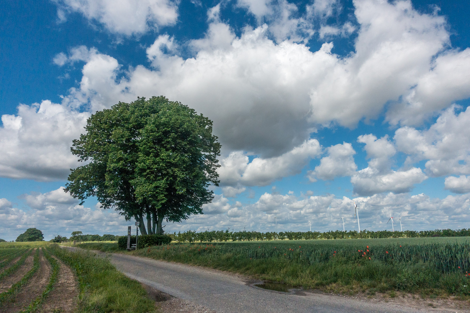 einsam Wind und Wetter trotzen