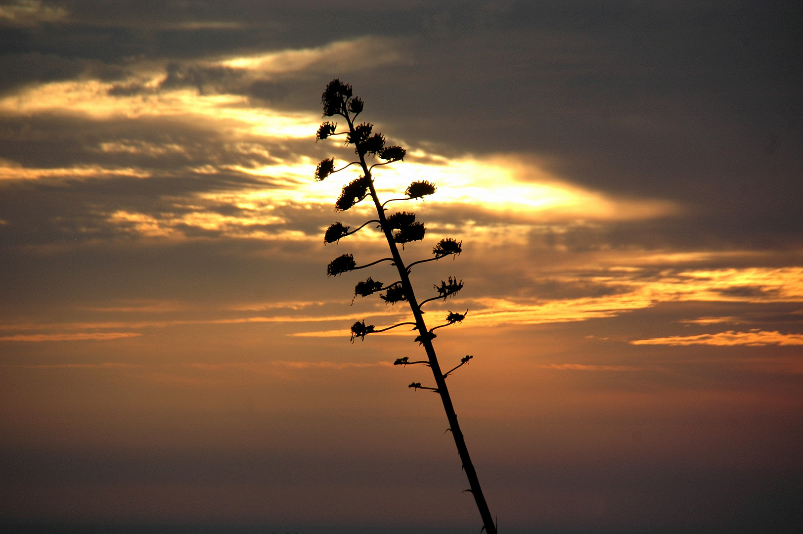 einsame Agave