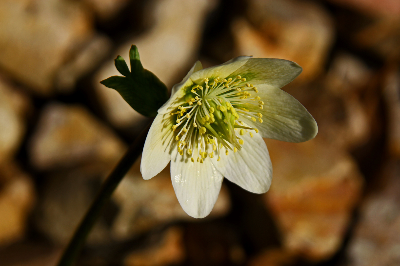 Einsame Anemone...